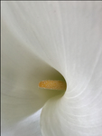 White Flower (Ultra Close-up) by Robert Danziger