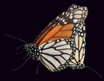 Monarchs Mating by Robert Danziger