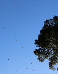 Monarchs Flying by Robert Danziger