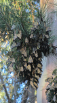 Monarch Cluster in Eucalyptus Tree by Robert Danziger