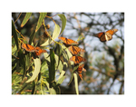 Monarchs in Eucalyptus Tree by Robert Danziger