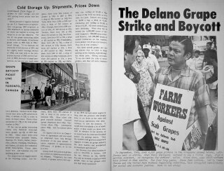 Cold Storage Up: Shipments, Prices Down & The Delano Grape Strike & Boycott: Almacenamiento en frío al alza: envíos, precios a la baja y la huelga y el boicot de la uva de Dalano