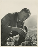 Fred Farr Crouching in a Lettuce Field in the Salinas Valley