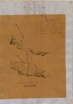 Ranchita de Santa Fe - Diseños, GLO No. 334, San Luis Obispo County, and associated historical documents