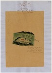 EL Piojo, GLO No. 310, Monterey County, Diseños and associated historical documents.
