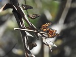 2021 Monarch Migration Carmel Highlands (1)