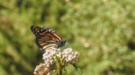 2021 Monarch Migration Carmel Highlands (9)